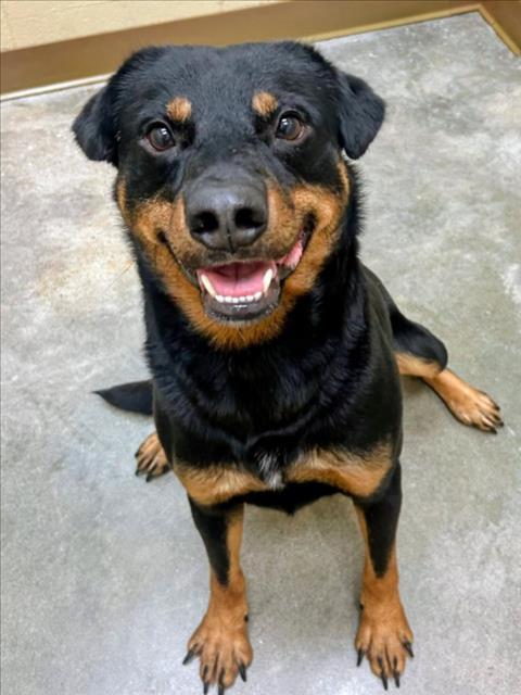 FANG, Adoptable, Young Male Rottweiler & Mixed Breed.