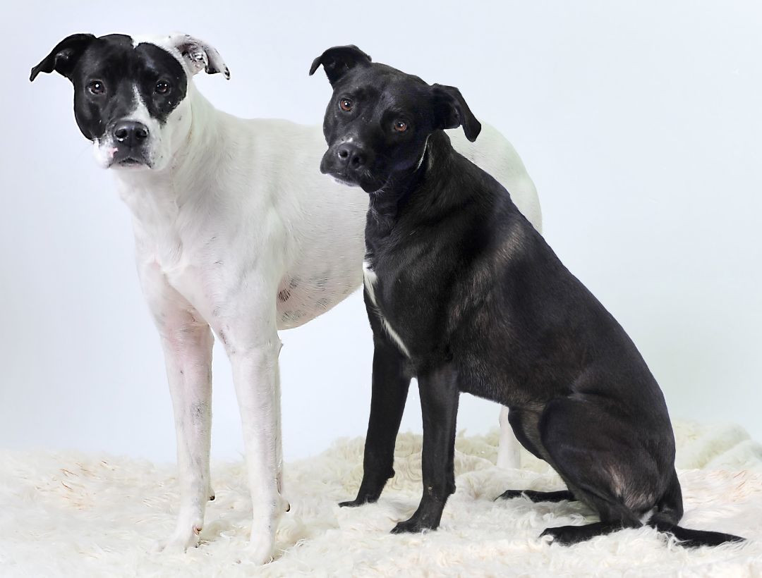 Poppy- PERFECT PATIENT HOME NEEDED!!, a Adoptable mixed breed in Wood Dale, IL image 1/11