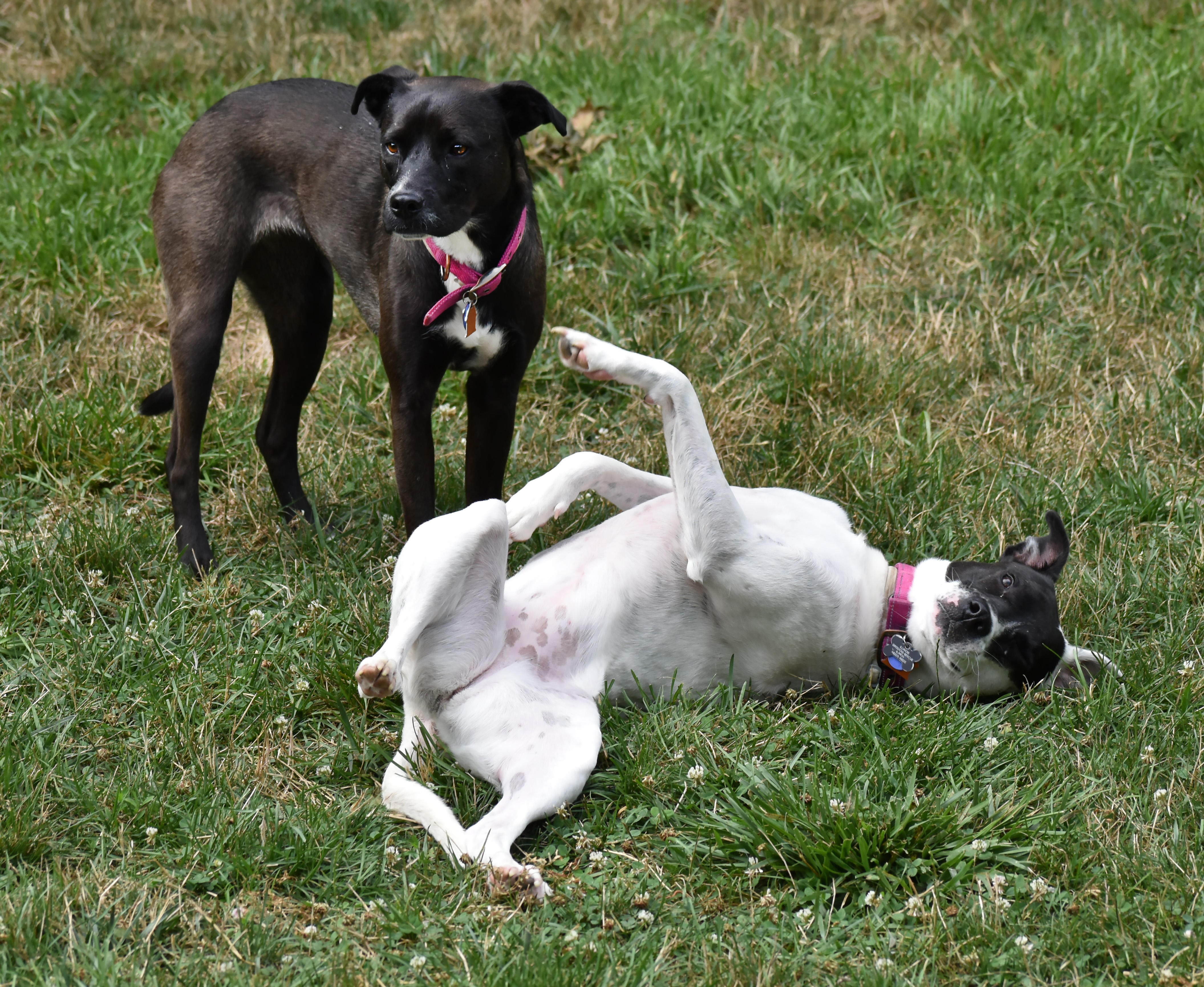 Enlarge Poppy- PERFECT PATIENT HOME NEEDED!!, a Adoptable mixed breed in Wood Dale, IL image 11/11