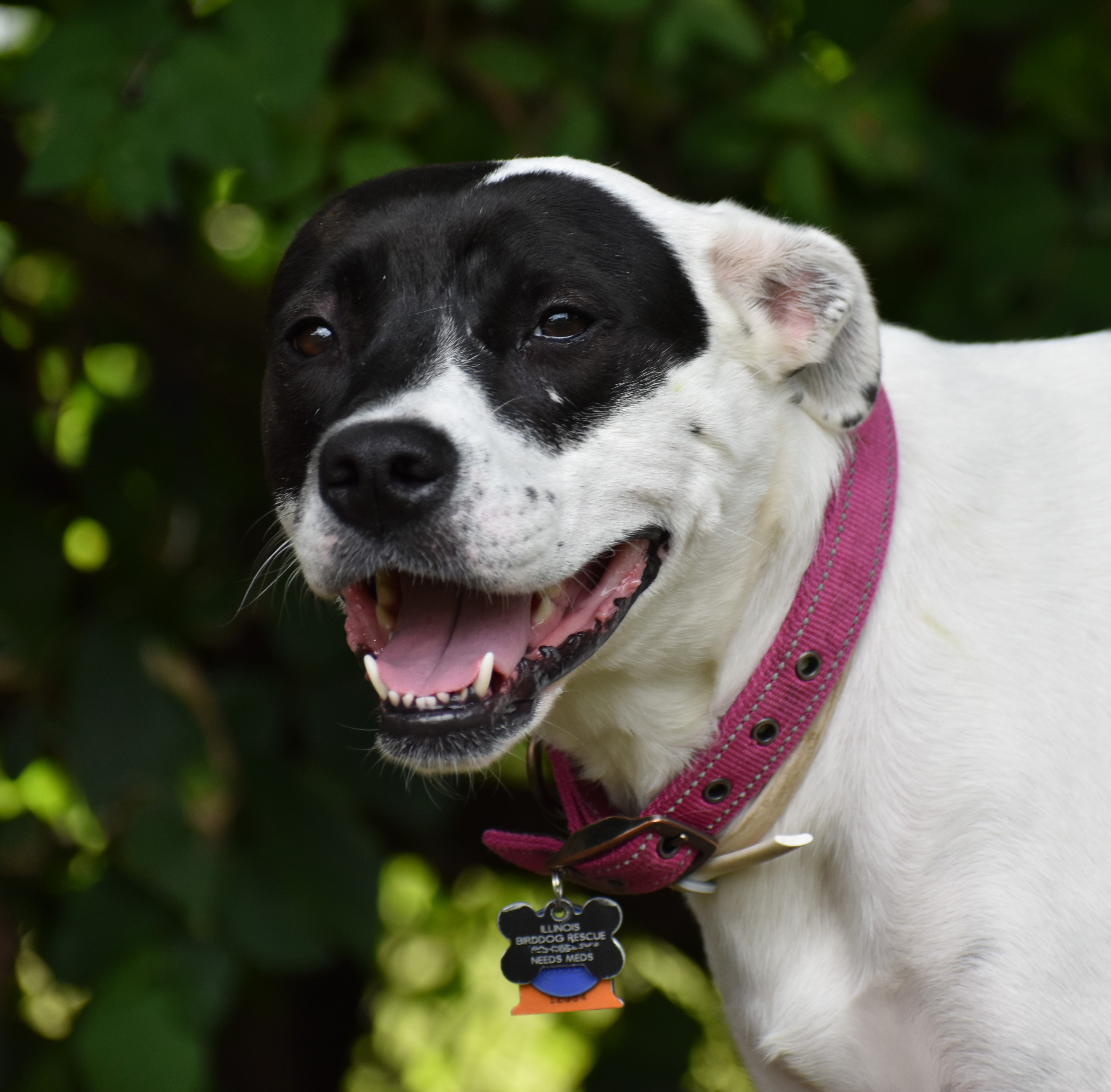 Poppy- PERFECT PATIENT HOME NEEDED!!, a Adoptable mixed breed in Wood Dale, IL image 2/11