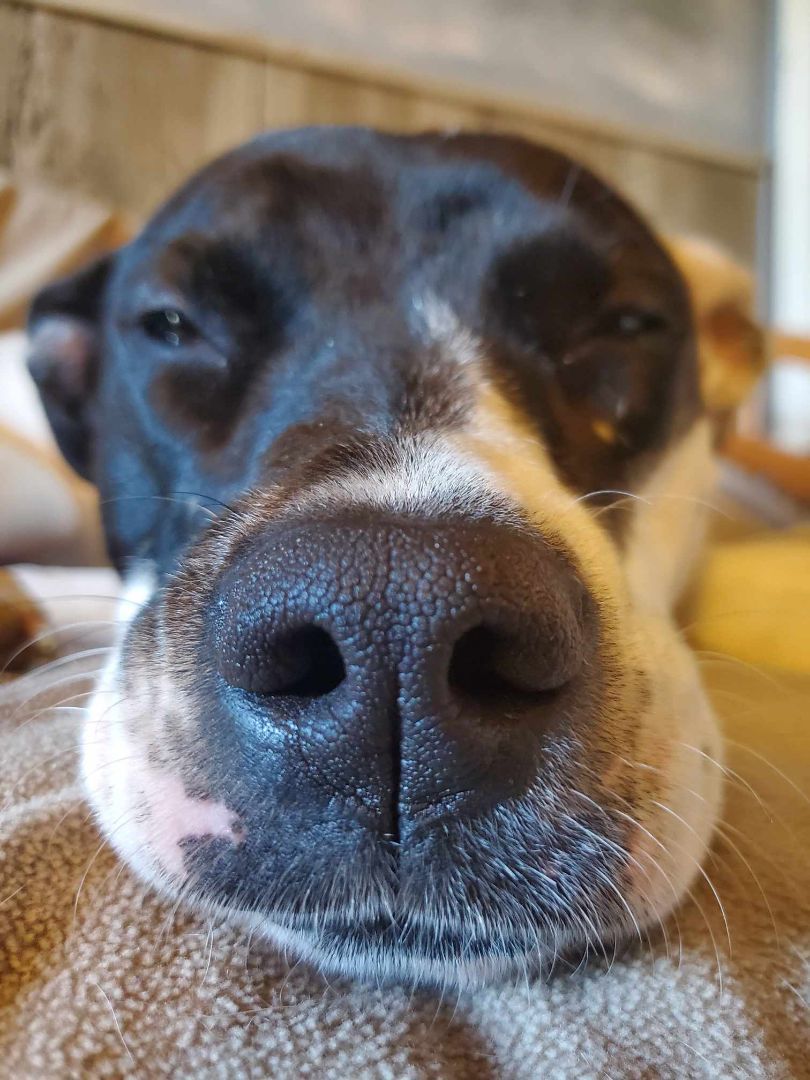 Poppy- PERFECT PATIENT HOME NEEDED!!, a Adoptable mixed breed in Wood Dale, IL image 3/11