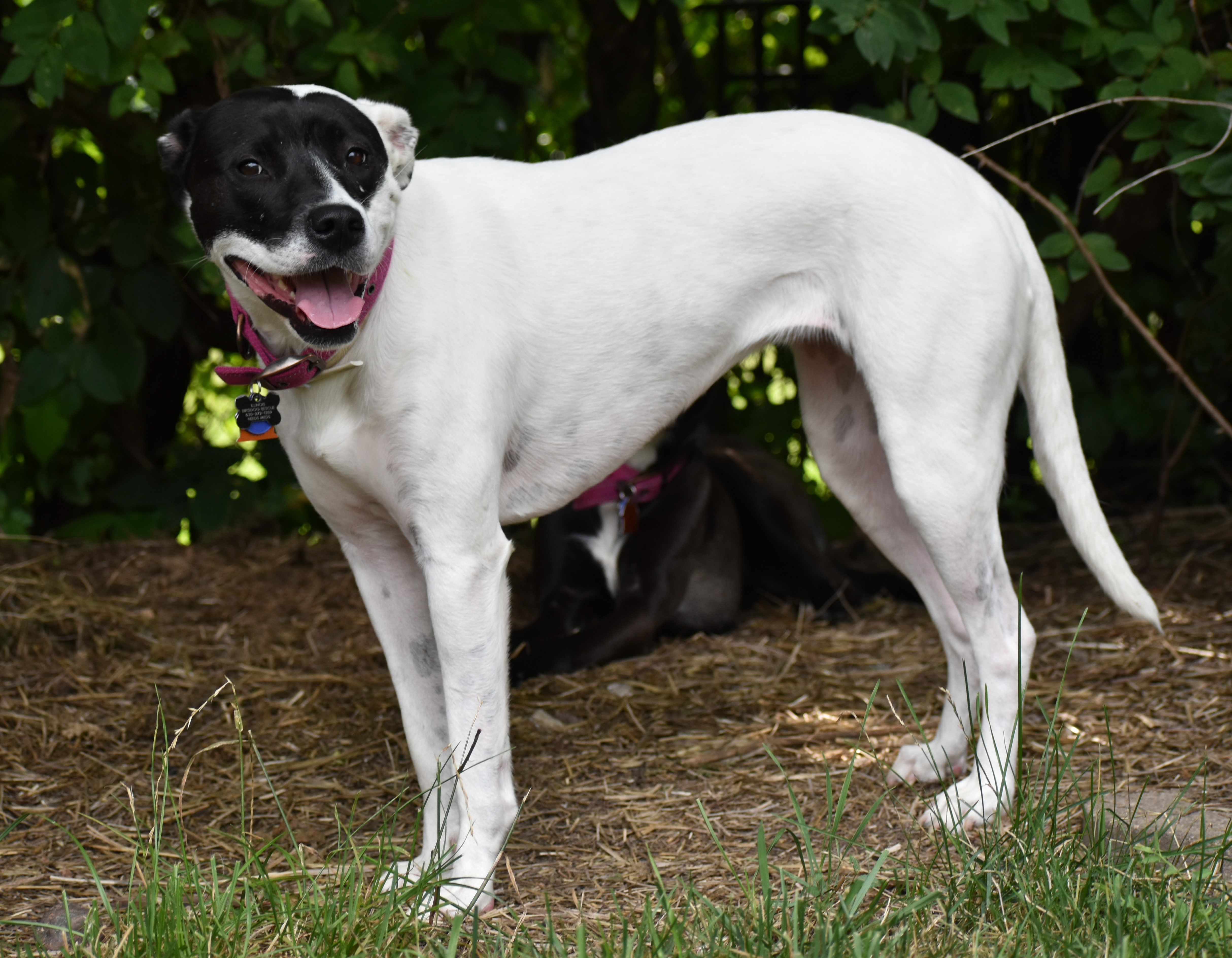 Enlarge Poppy- PERFECT PATIENT HOME NEEDED!!, a Adoptable mixed breed in Wood Dale, IL image 10/11