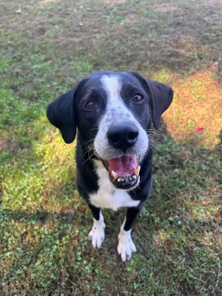 Daryl, an adoptable mixed breed in Griswold, CT image 1/3