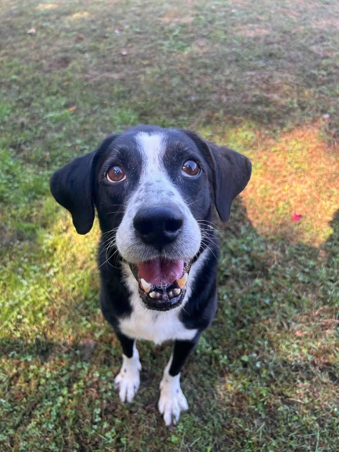Daryl, an adoptable mixed breed in Griswold, CT image 2/3