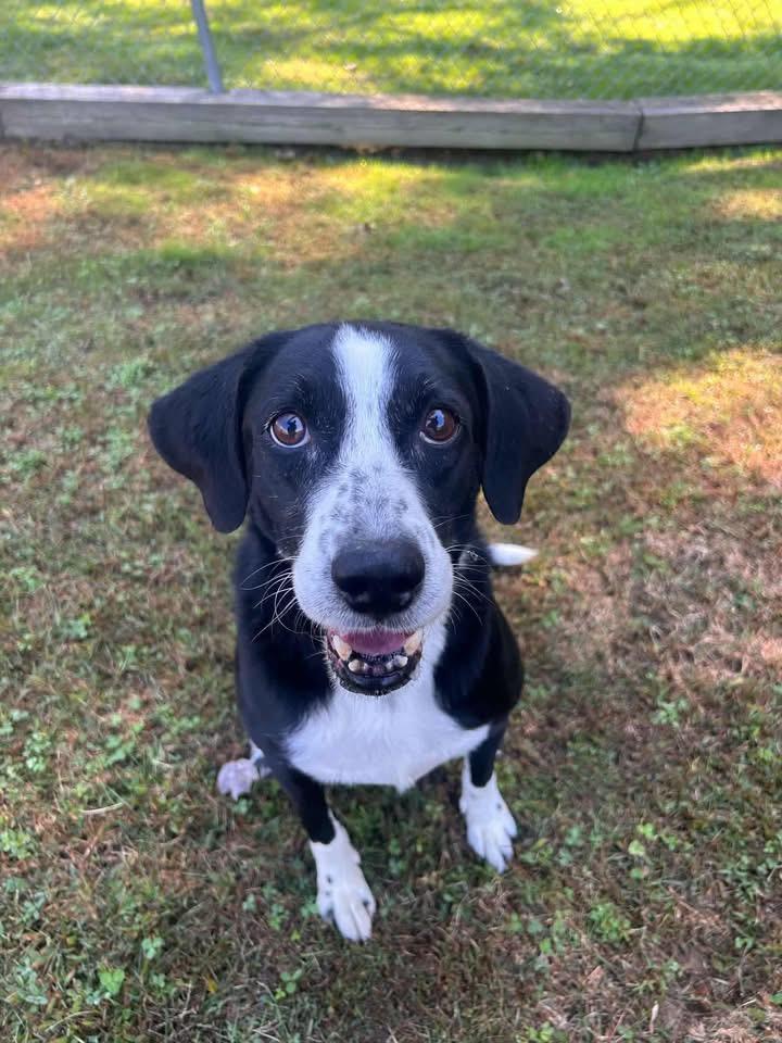 Daryl, an adoptable mixed breed in Griswold, CT image 3/3