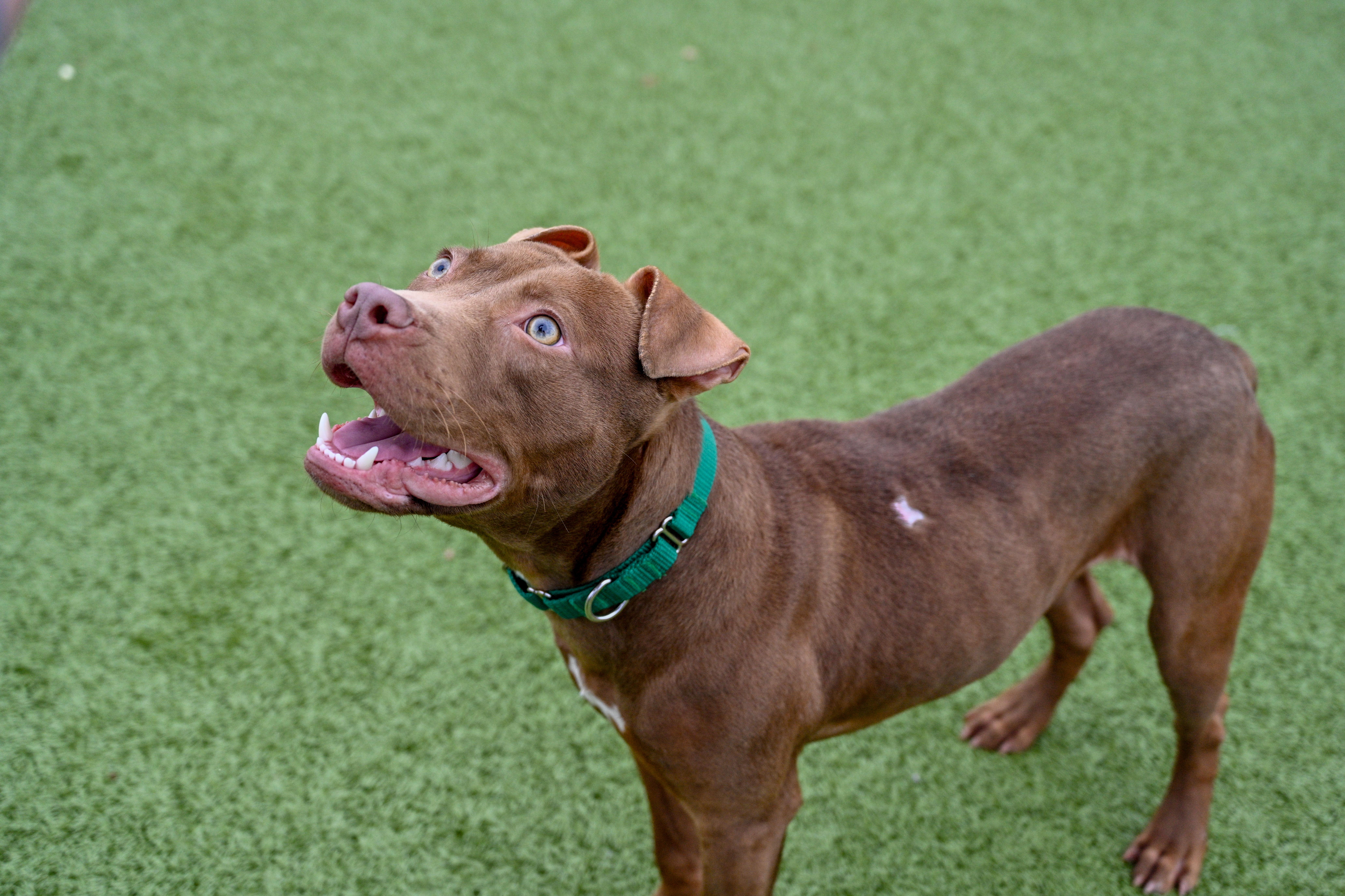 Enlarge Toast, a ADOPTABLE mixed breed in Columbus, OH image 3/4