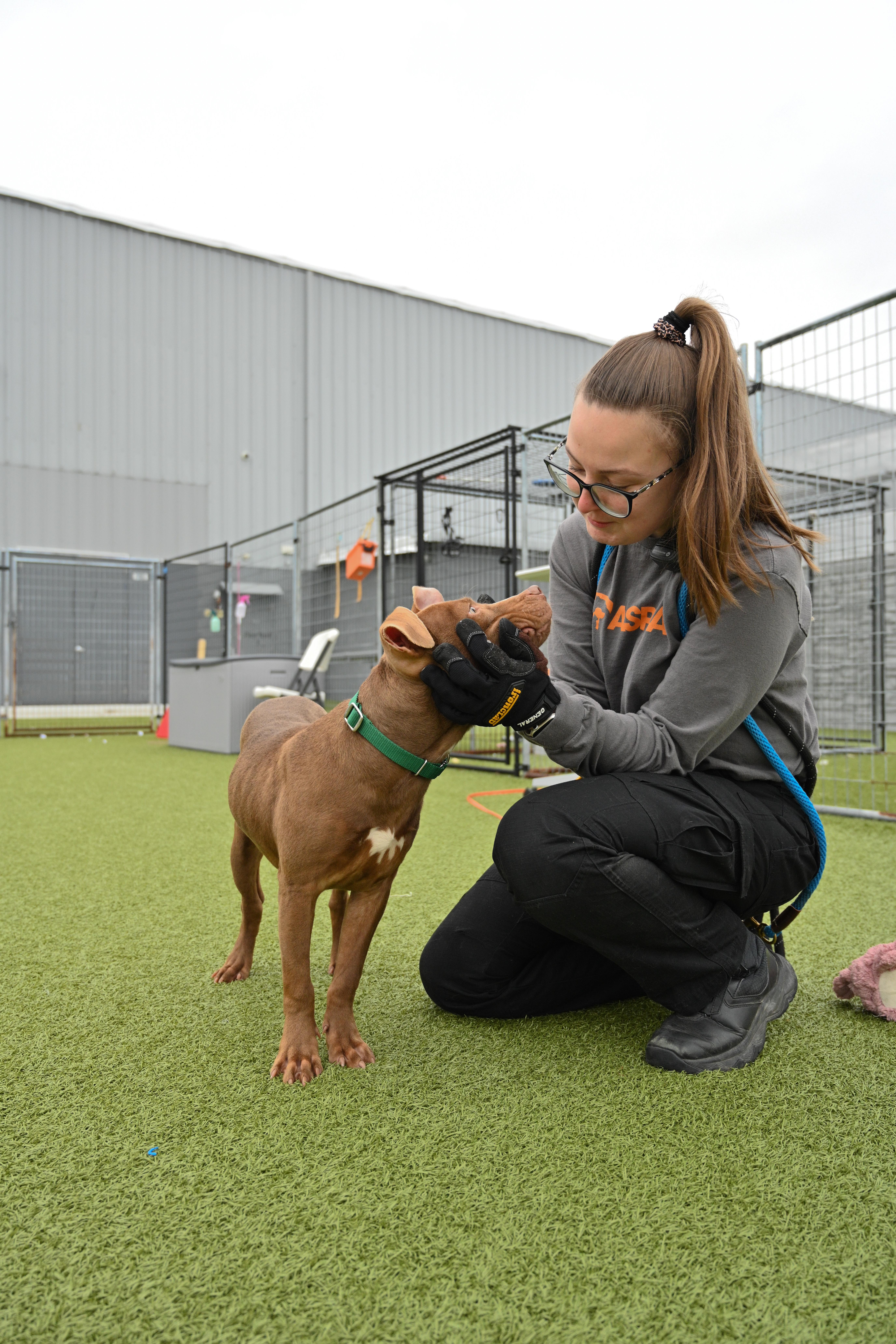 Enlarge Toast, a ADOPTABLE mixed breed in Columbus, OH image 2/4