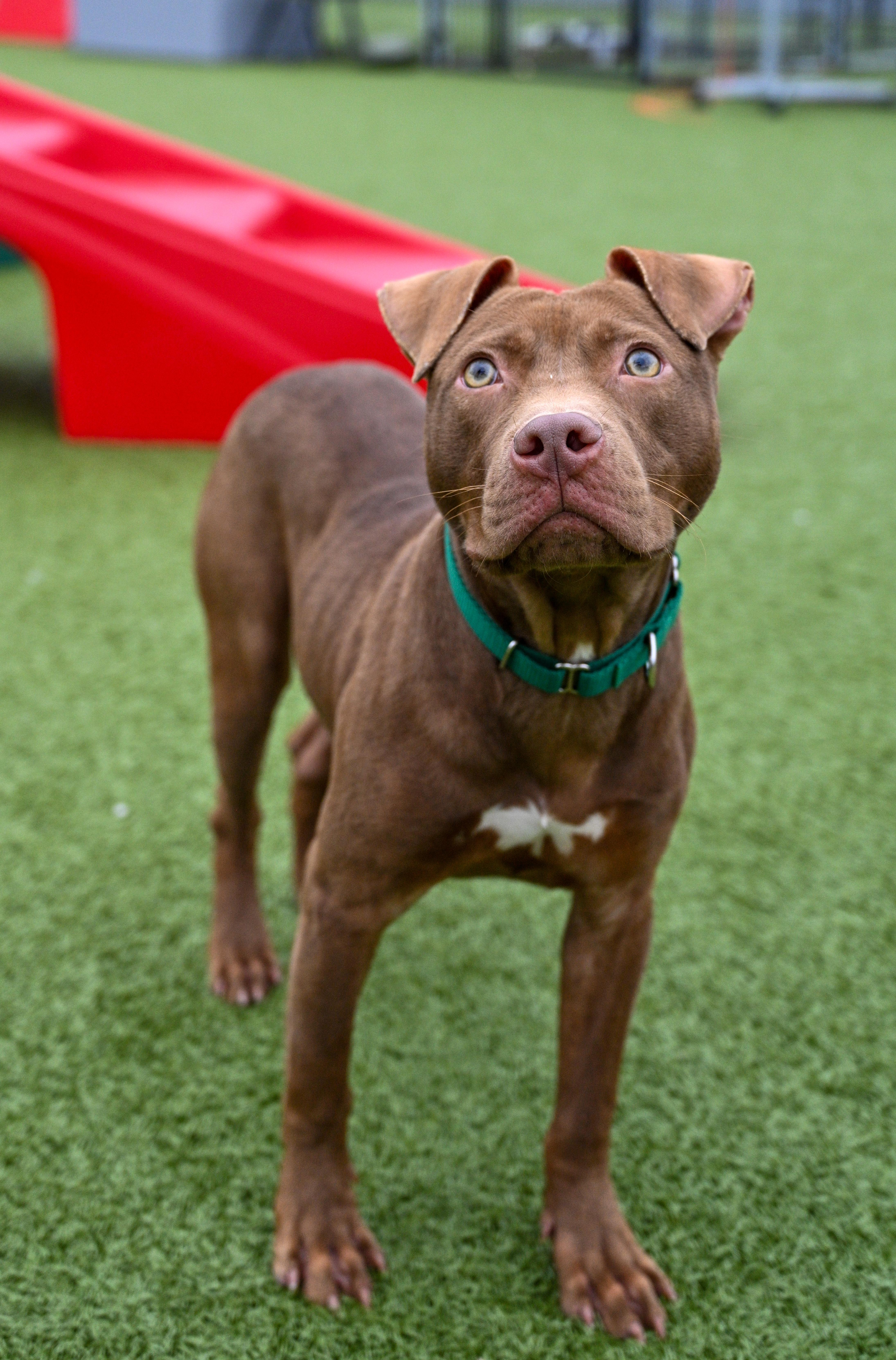 Toast, ADOPTABLE, Adult Male Pit Bull Terrier.