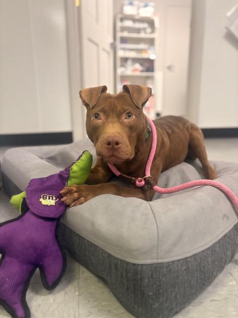 Enlarge Toast, a ADOPTABLE mixed breed in Columbus, OH image 4/4