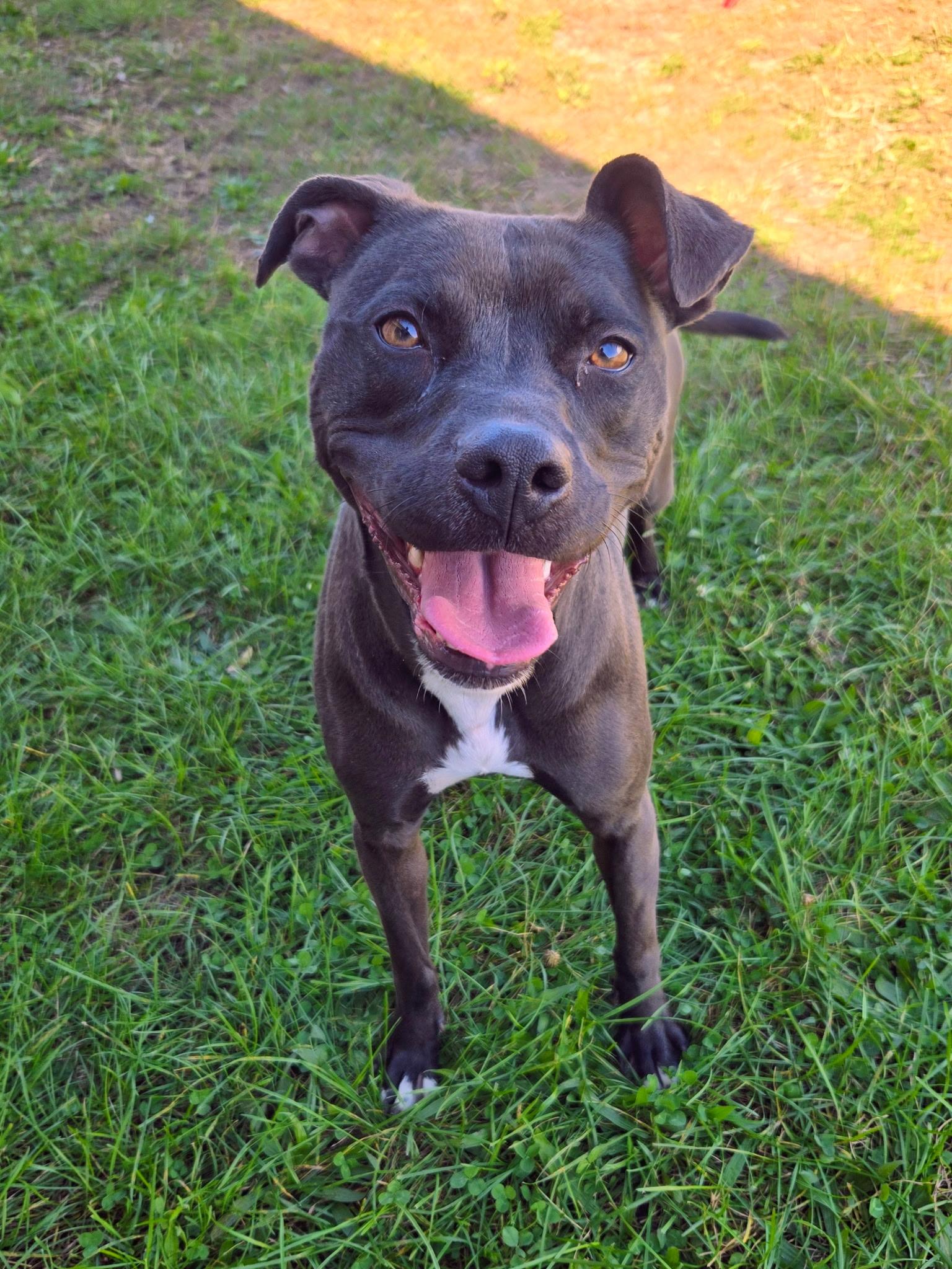 Queenie, Adoptable, Young Female Pit Bull Terrier.
