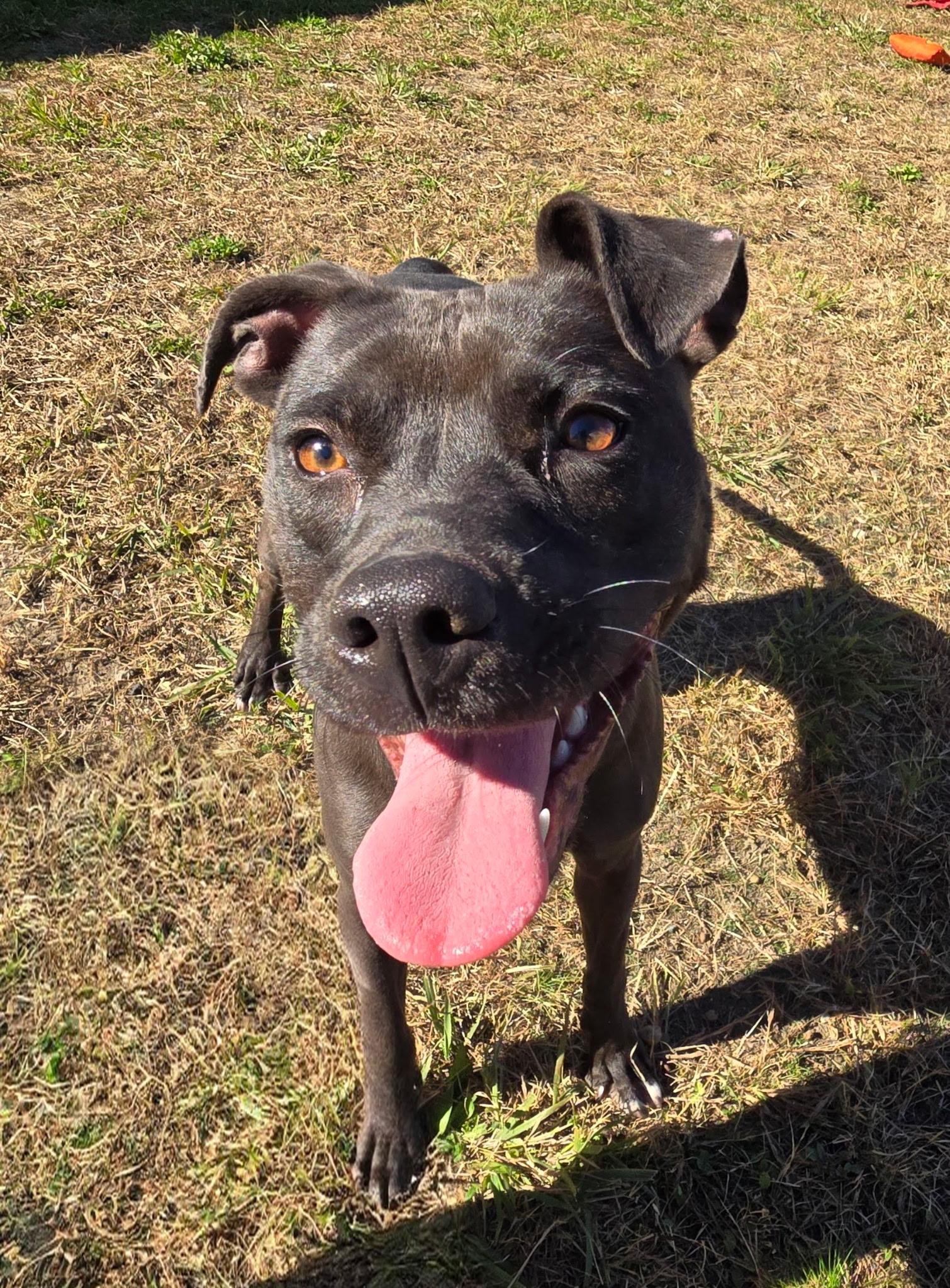 Enlarge Queenie, a Adoptable mixed breed in Providence, RI image 2/5