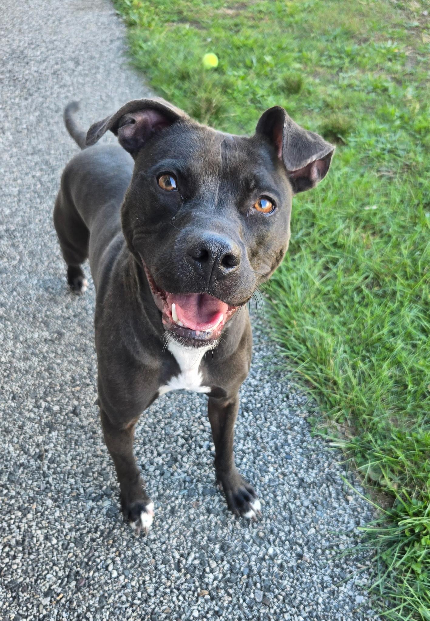 Enlarge Queenie, a Adoptable mixed breed in Providence, RI image 3/5