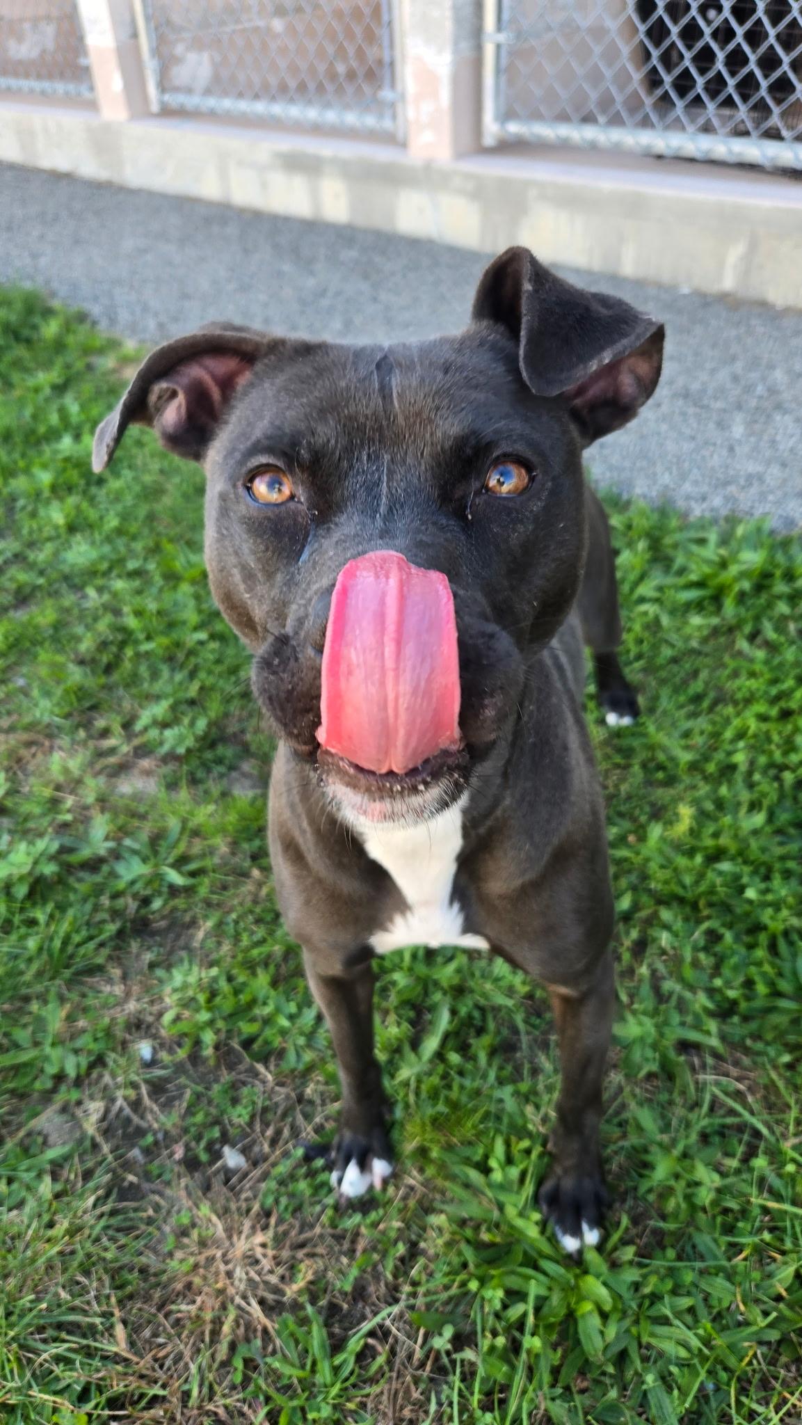 Enlarge Queenie, a Adoptable mixed breed in Providence, RI image 4/5