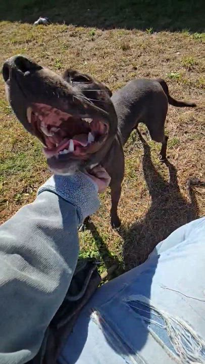 Enlarge Queenie, a Adoptable mixed breed in Providence, RI video 5/5