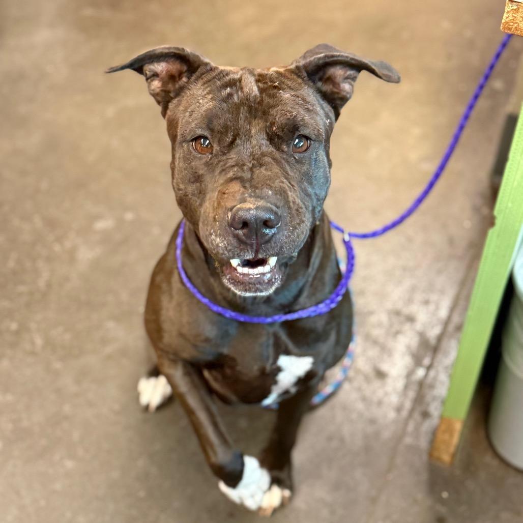 Halo, Adoptable, Adult Female Pit Bull Terrier.