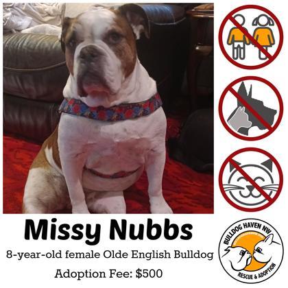 MISSY NUBS, a ADOPTABLE English Bulldog in Bonney Lake, WA image 1/3