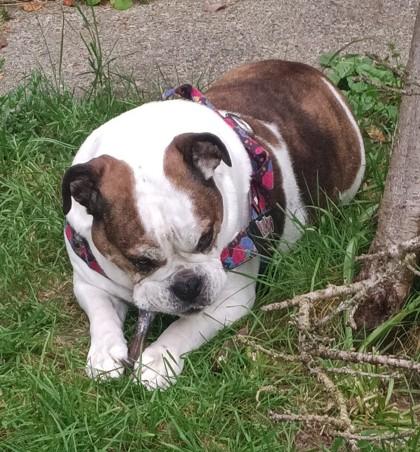 MISSY NUBS, a ADOPTABLE English Bulldog in Bonney Lake, WA image 2/3