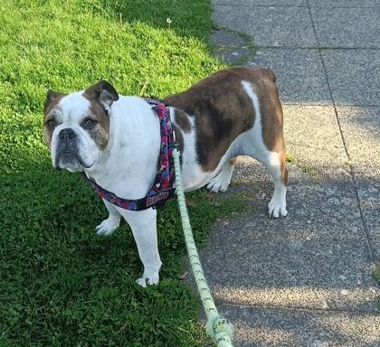 MISSY NUBS, a ADOPTABLE English Bulldog in Bonney Lake, WA image 3/3