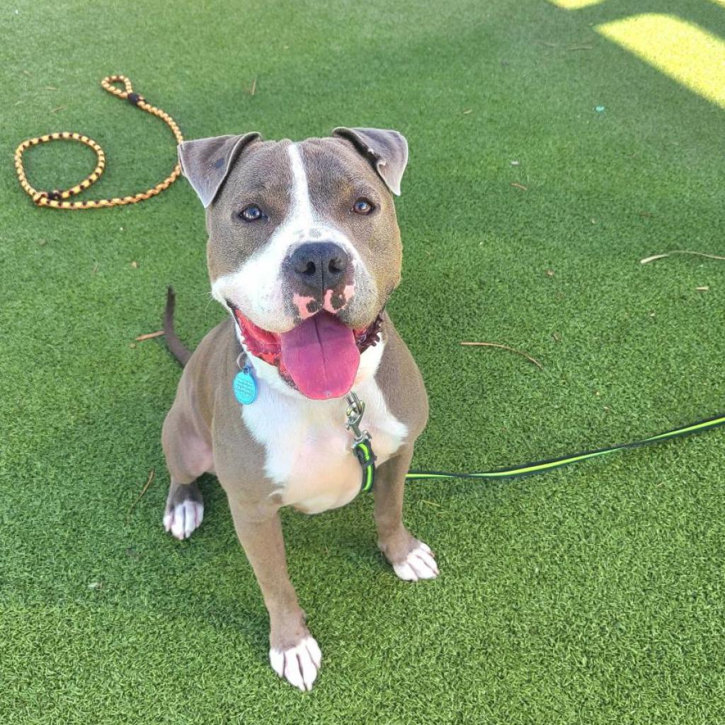 Enlarge Maryland, a Adoptable American Staffordshire Terrier in Apache Junction, AZ image 2/6