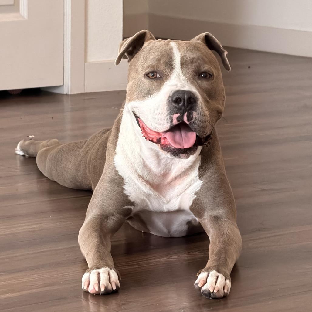 Enlarge Maryland, a Adoptable American Staffordshire Terrier in Apache Junction, AZ image 3/6