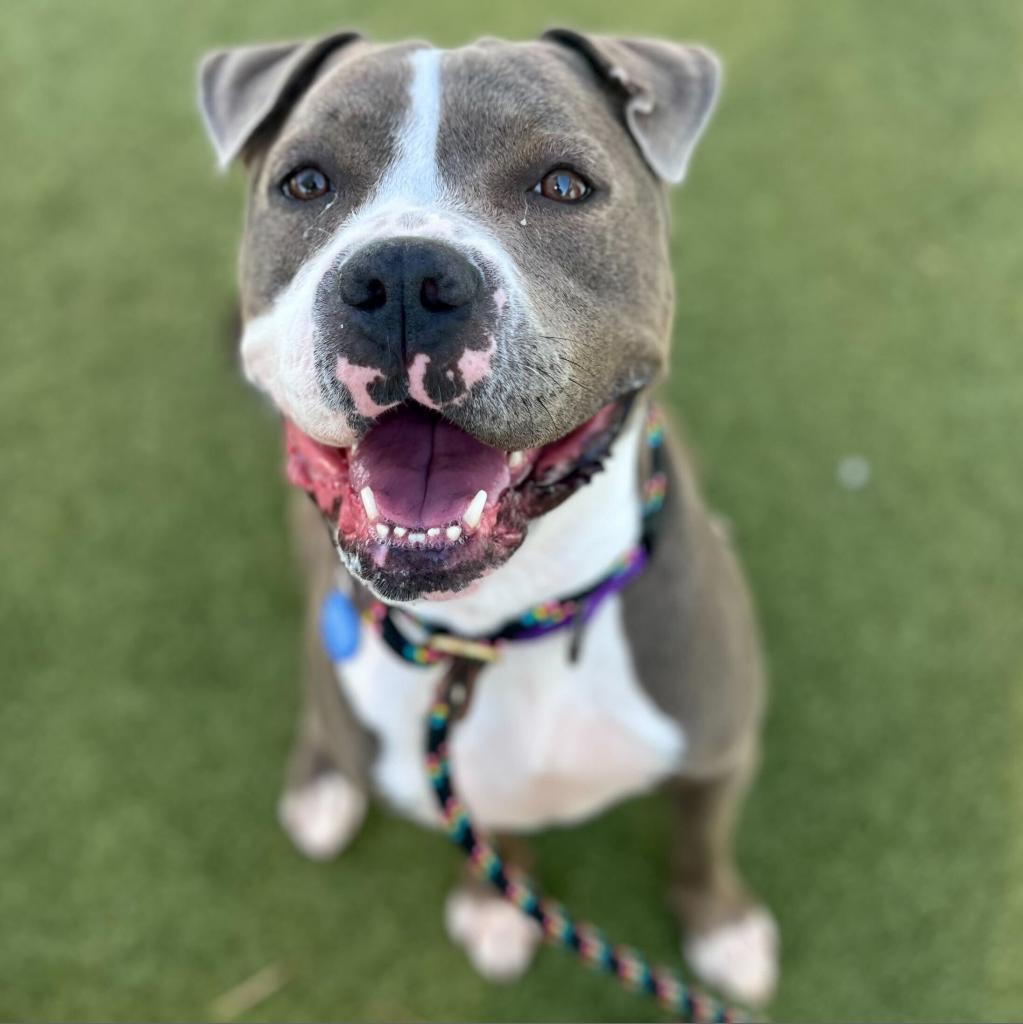 Enlarge Maryland, a Adoptable American Staffordshire Terrier in Apache Junction, AZ image 4/6