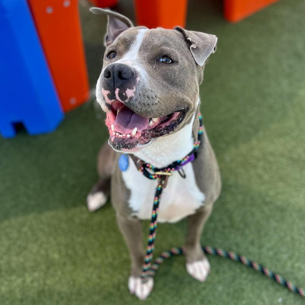 Enlarge Maryland, a Adoptable American Staffordshire Terrier in Apache Junction, AZ image 5/6