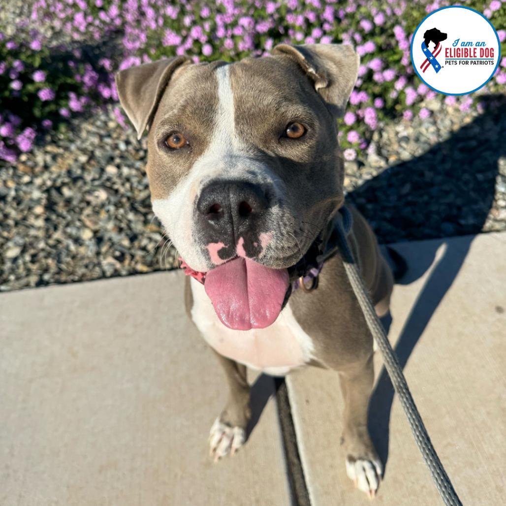 Enlarge Maryland, a Adoptable American Staffordshire Terrier in Apache Junction, AZ image 5/6