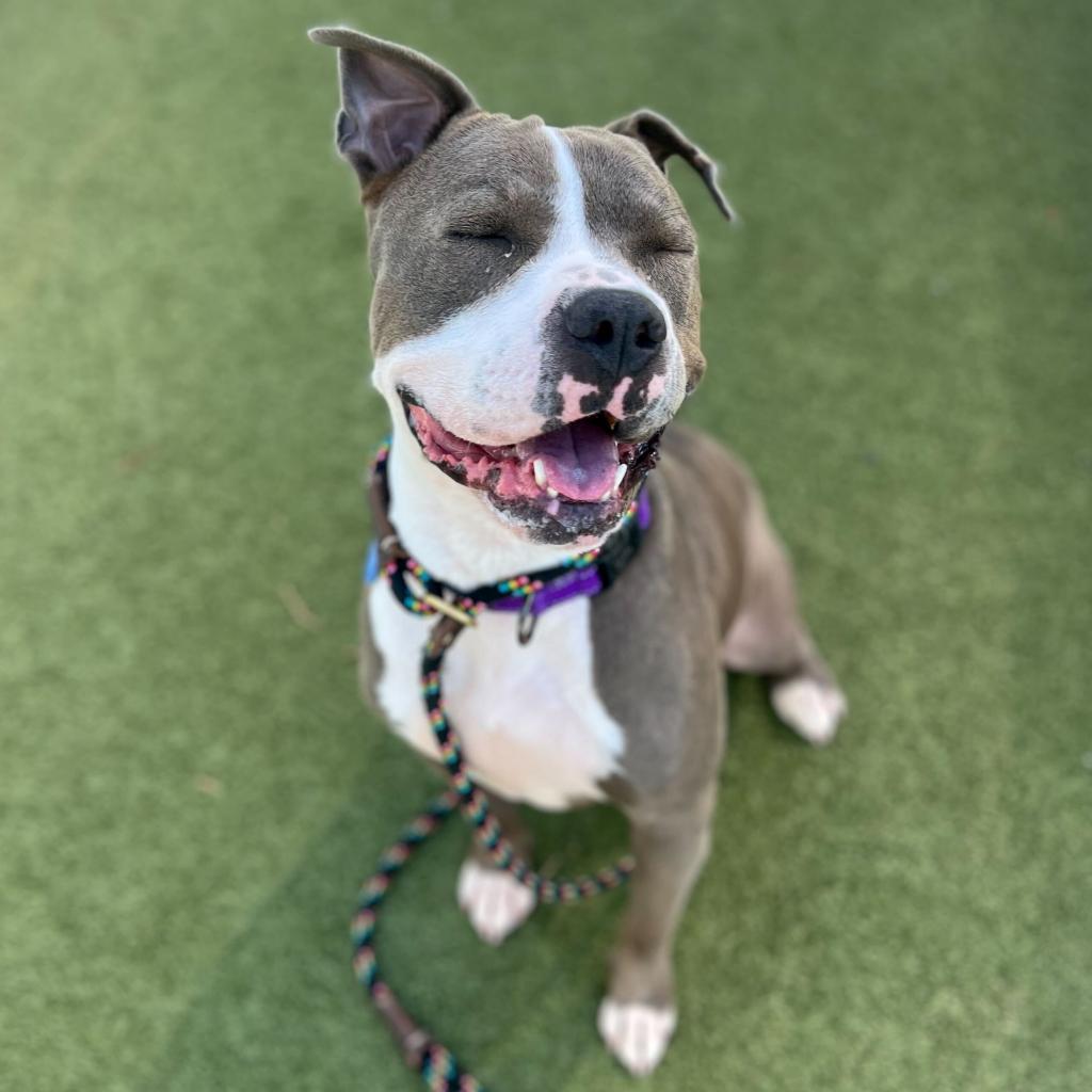 Maryland, a Adoptable American Staffordshire Terrier in Apache Junction, AZ image 6/6