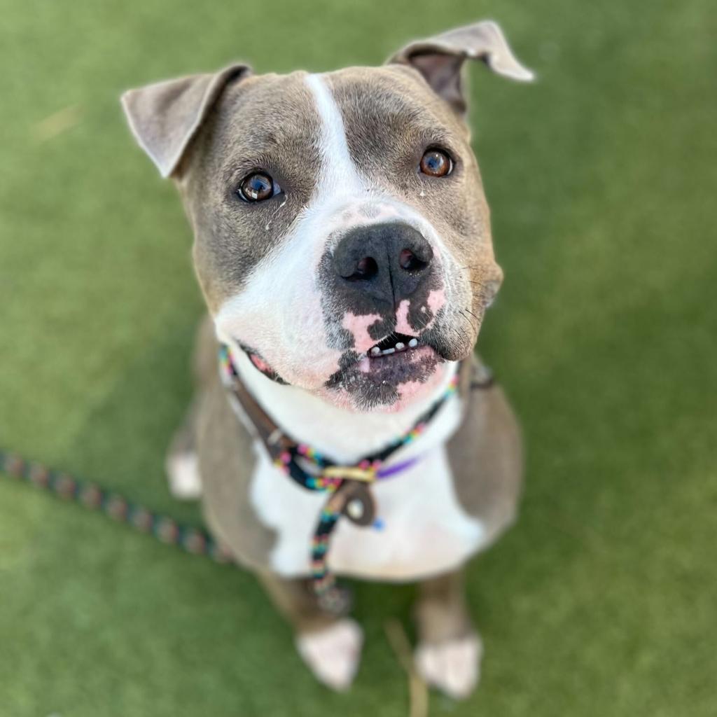 Enlarge Maryland, a Adoptable American Staffordshire Terrier in Apache Junction, AZ image 6/6