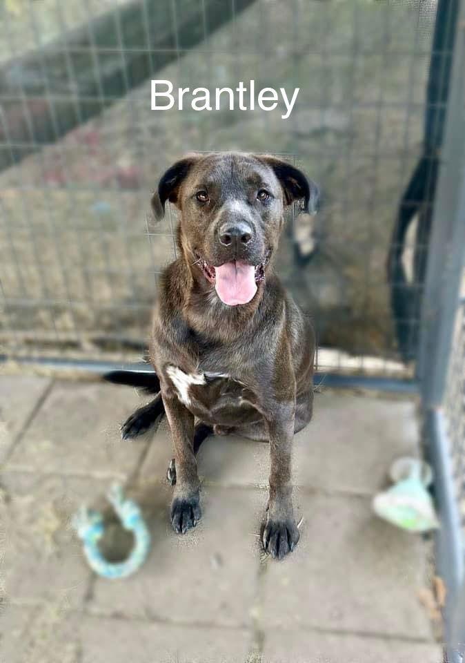 Brantley, Adoptable, Adult Male Labrador Retriever & Retriever.
