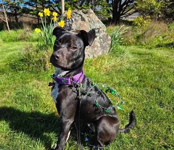 ARIANA, Adoptable, Young Female Pit Bull Terrier.