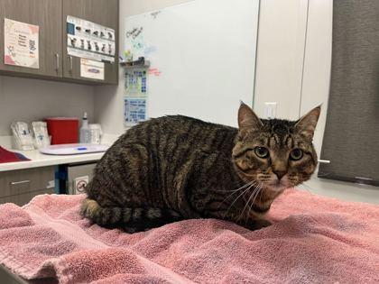 Oakley, Adoptable, Adult Female Domestic Short Hair.