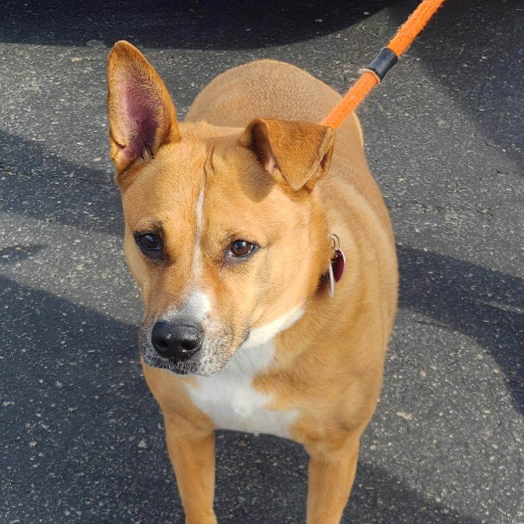 Enlarge Zeus Sahr, a Adoptable mixed breed in Las Vegas, NV image 1/4