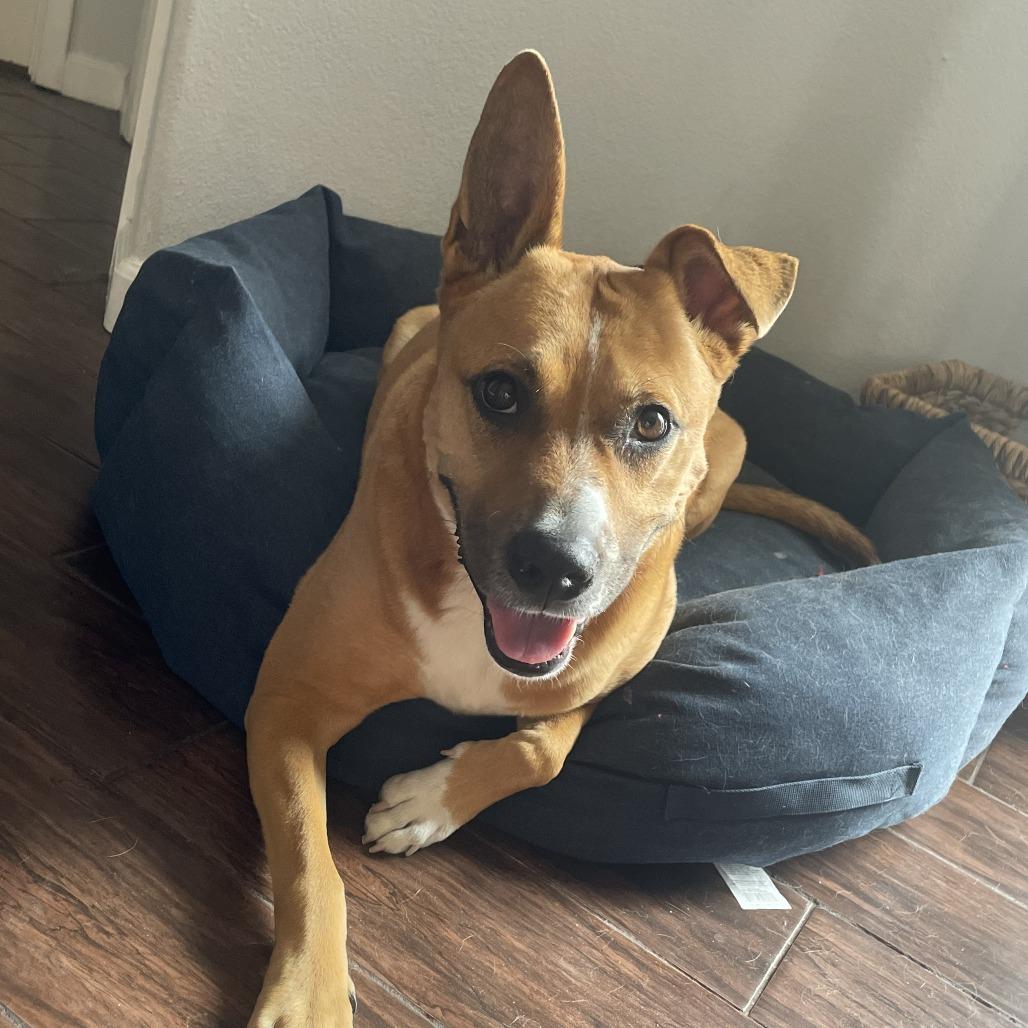 Enlarge Zeus Sahr, a Adoptable mixed breed in Las Vegas, NV image 2/4