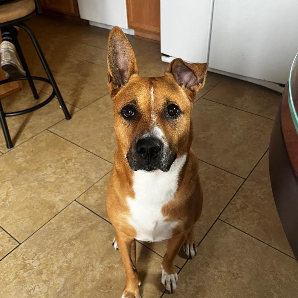 Enlarge Zeus Sahr, a Adoptable mixed breed in Las Vegas, NV image 3/4