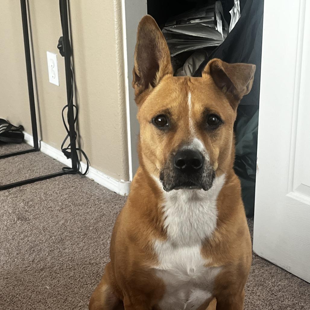 Enlarge Zeus Sahr, a Adoptable mixed breed in Las Vegas, NV image 4/4