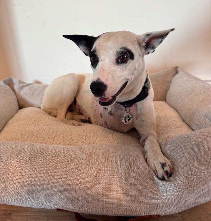 Frankie, ADOPTABLE, Adult Female Cattle Dog & Pit Bull Terrier.