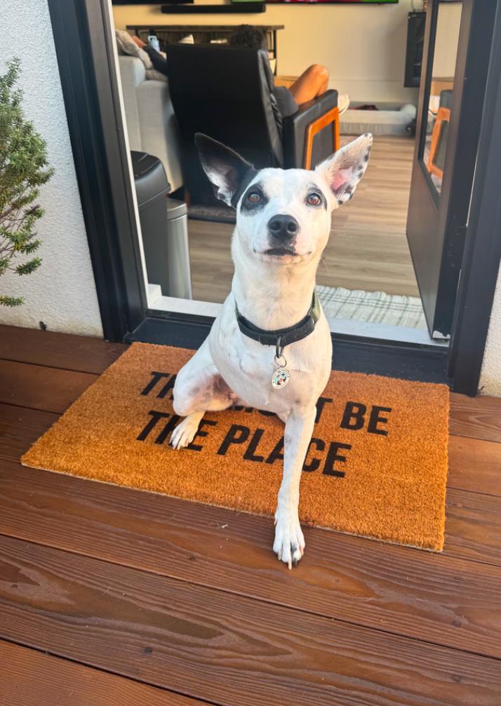 Enlarge Frankie, a ADOPTABLE mixed breed in Los Angeles, CA image 2/6