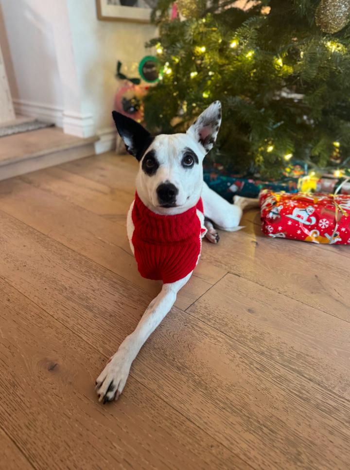 Enlarge Frankie, a ADOPTABLE mixed breed in Los Angeles, CA image 4/6