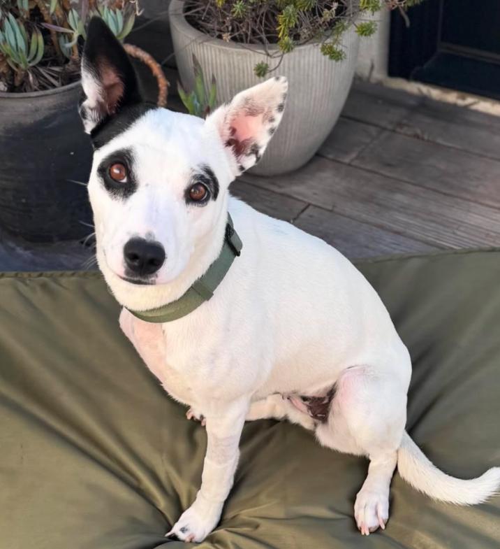 Enlarge Frankie, a ADOPTABLE mixed breed in Los Angeles, CA image 6/6