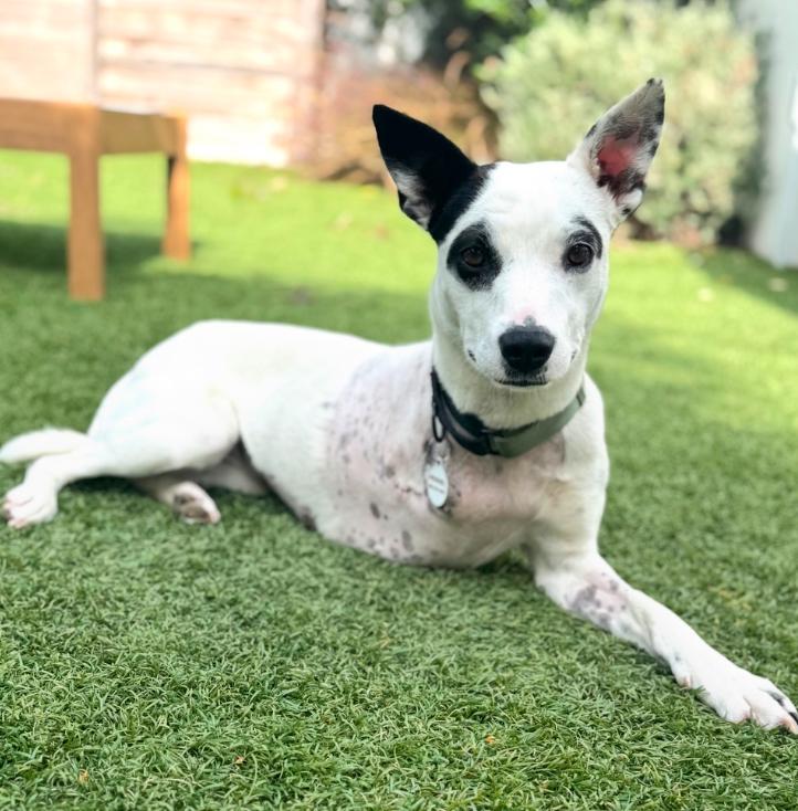 Enlarge Frankie, a ADOPTABLE mixed breed in Los Angeles, CA image 5/6