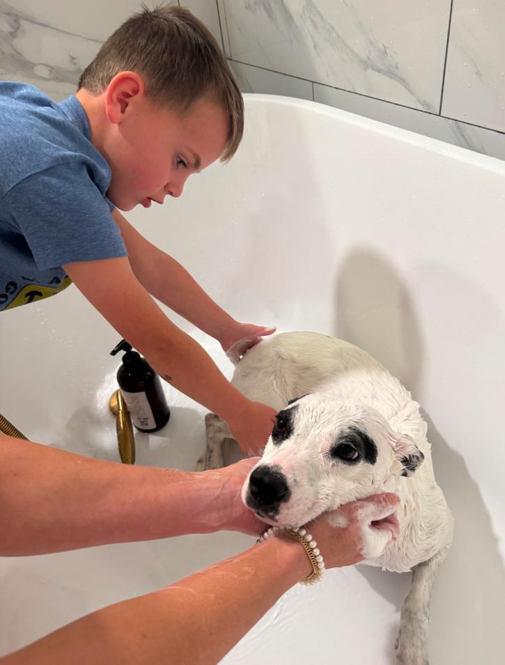 Enlarge Frankie, a ADOPTABLE mixed breed in Los Angeles, CA image 3/6