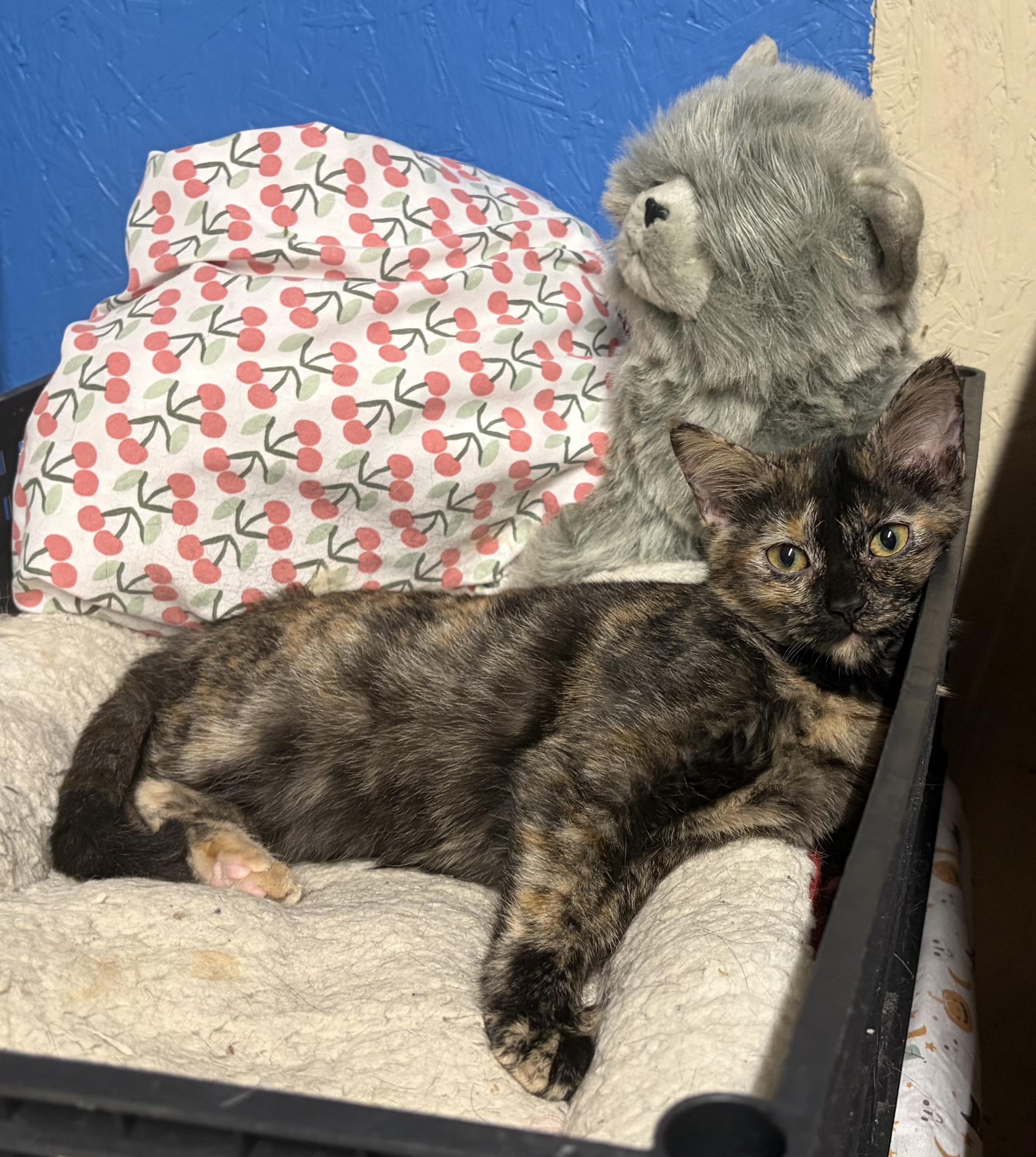 Galaxy, a ADOPTABLE Tortoiseshell in Melbourne, AR image 4/6