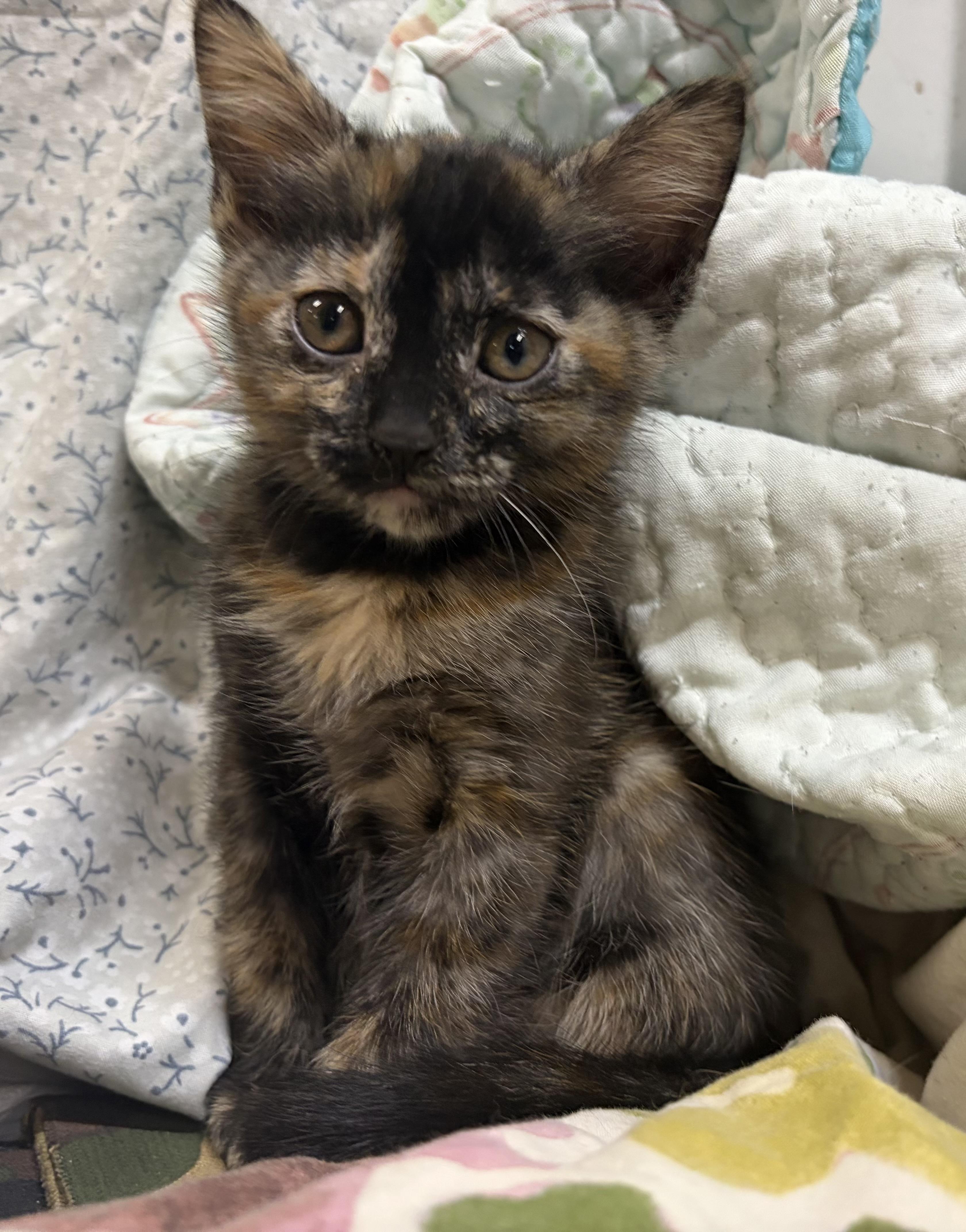 Galaxy, a ADOPTABLE Tortoiseshell in Melbourne, AR image 6/6