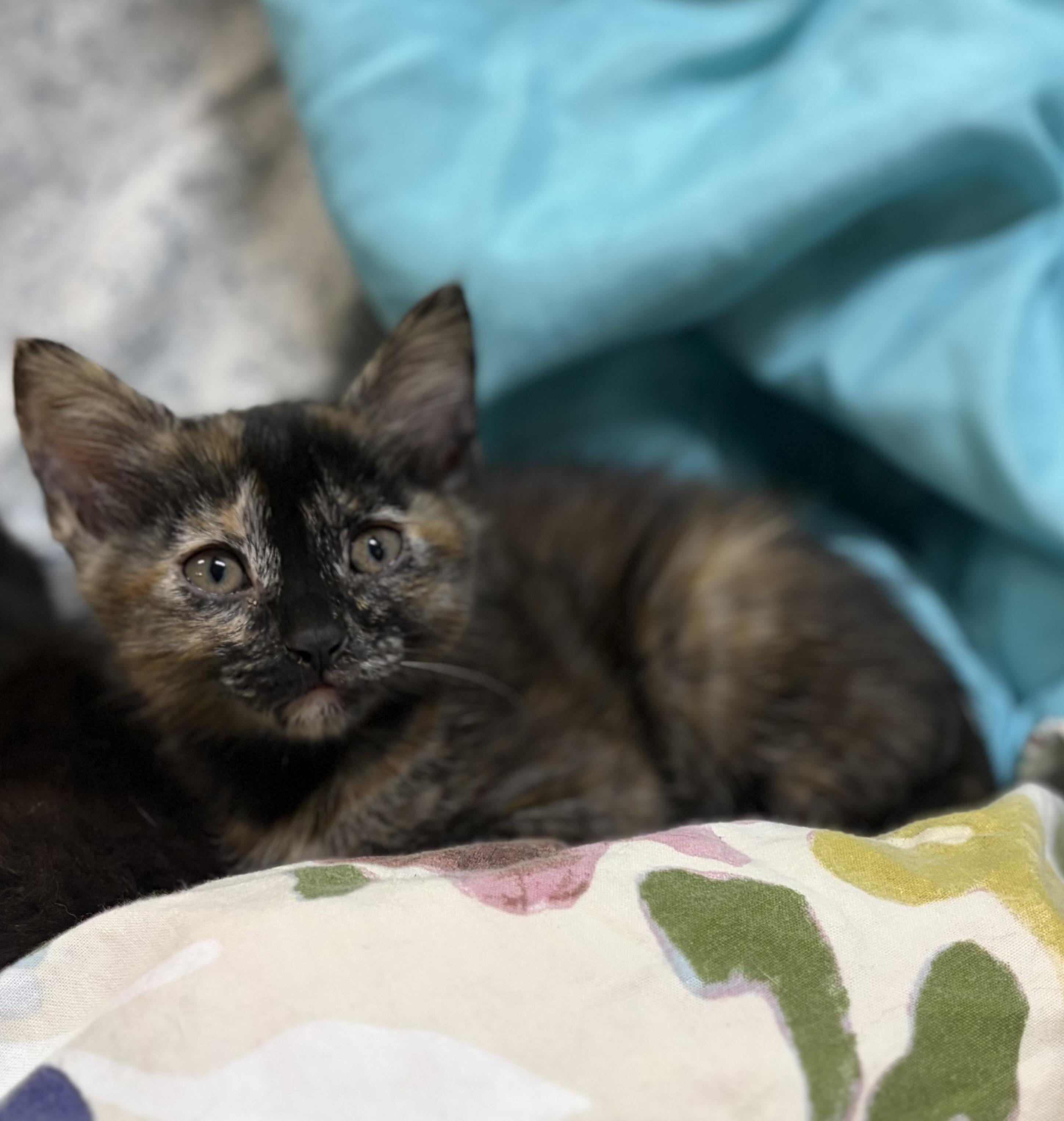 Galaxy, a ADOPTABLE Tortoiseshell in Melbourne, AR image 2/6