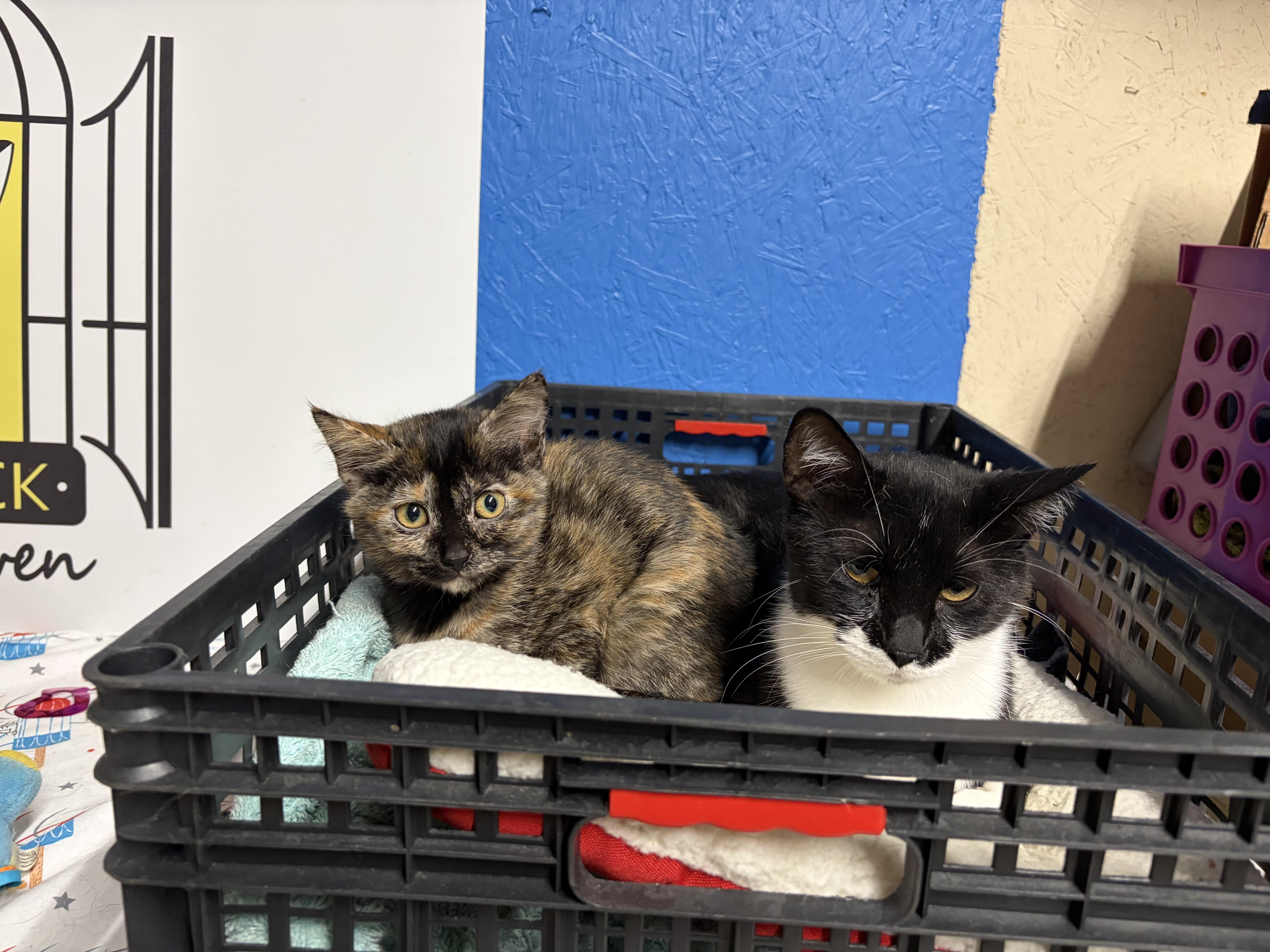 Galaxy, a ADOPTABLE Tortoiseshell in Melbourne, AR image 3/6