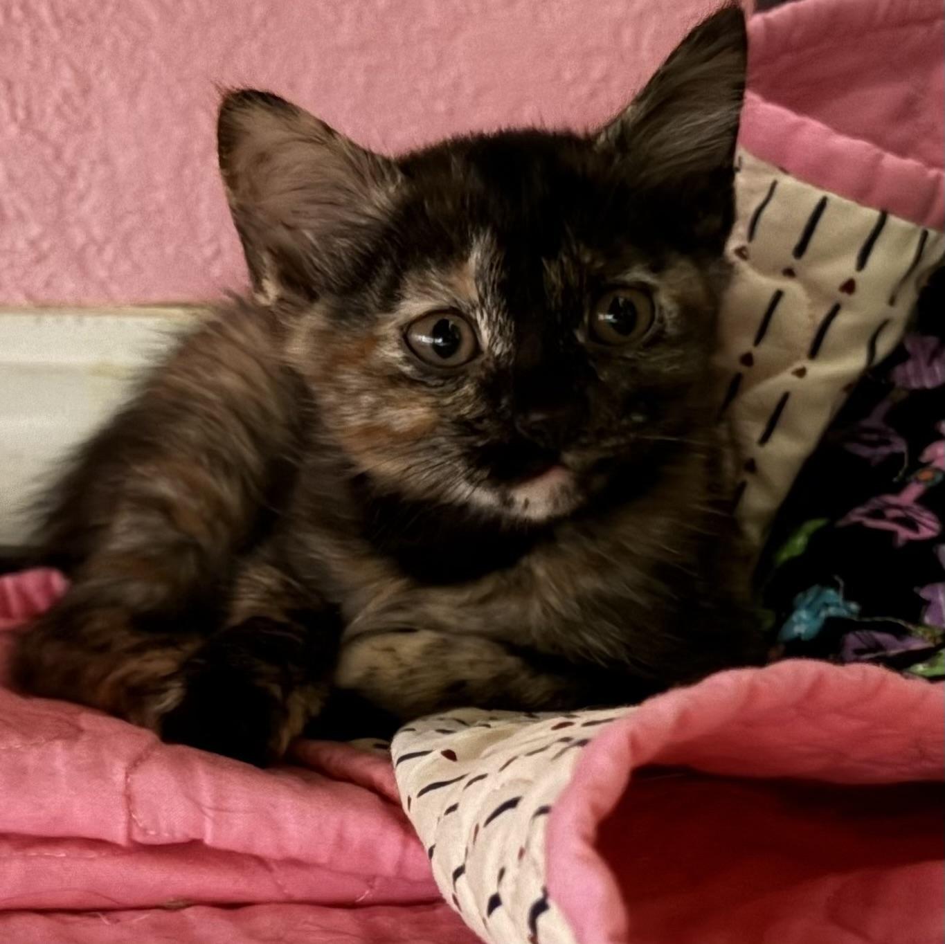 Galaxy, ADOPTABLE, Young Female Tortoiseshell.