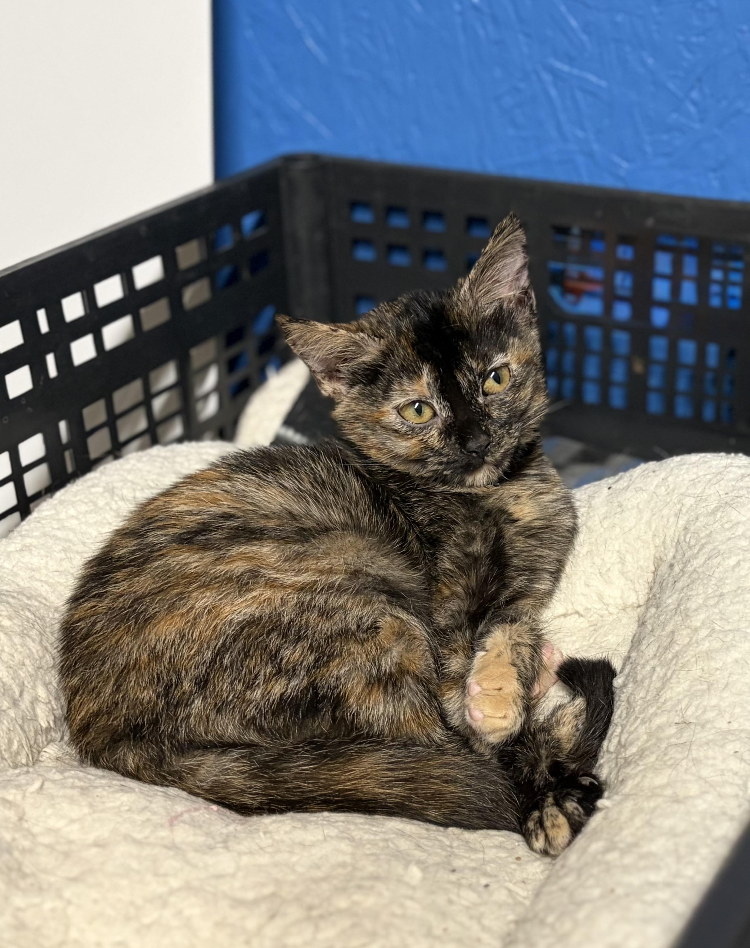 Galaxy, a ADOPTABLE Tortoiseshell in Melbourne, AR image 5/6