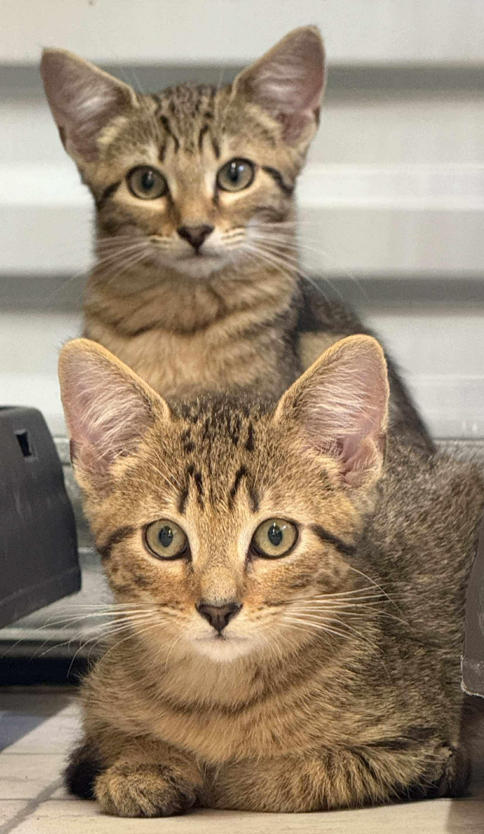 Linus, a Adoptable Domestic Short Hair in Talbott, TN image 2/6