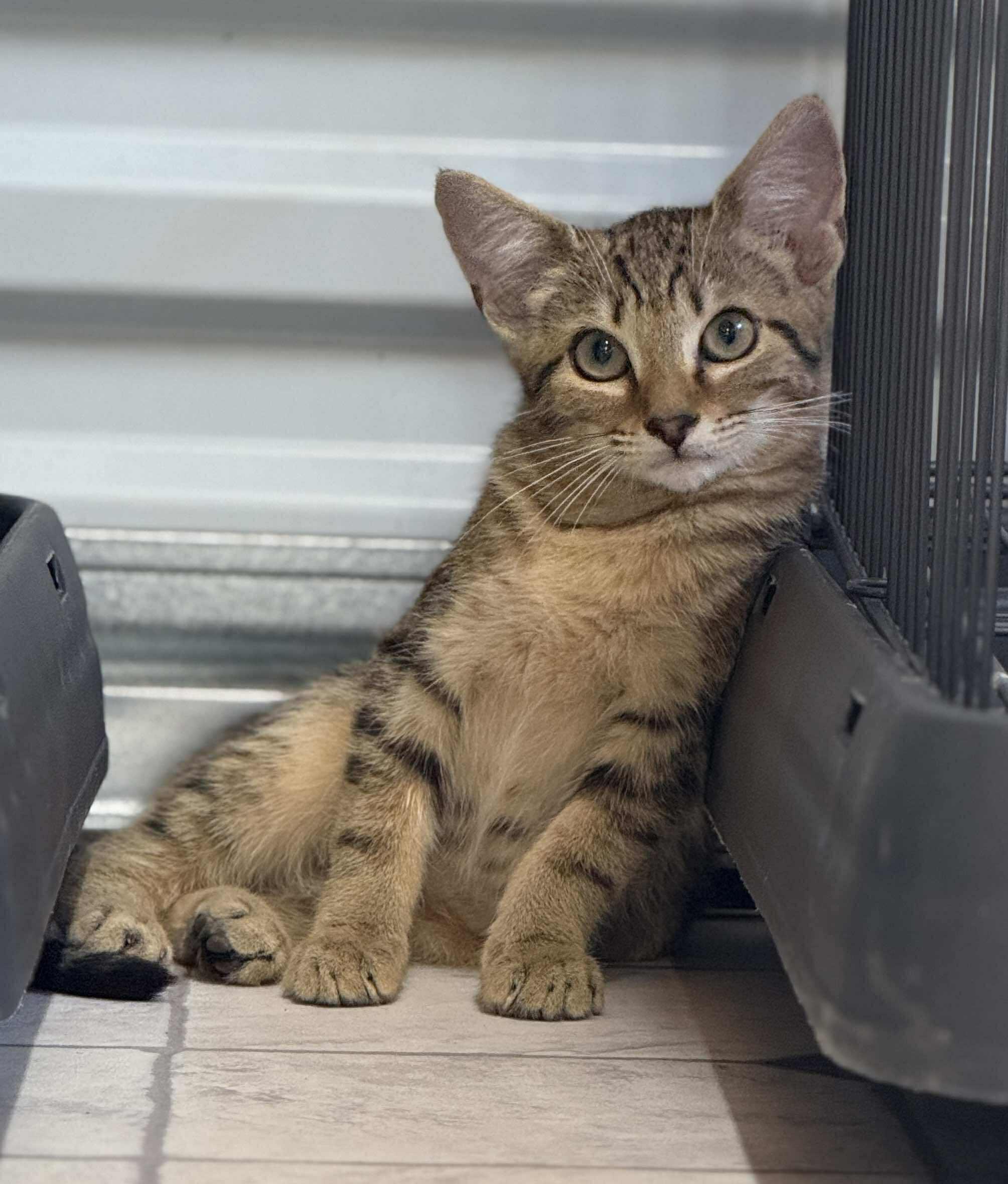 Linus, Adoptable, Kitten Male Domestic Short Hair.